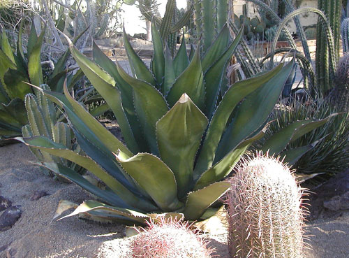One of Thomas Park's favorite landscaping design touches, the Agave Salminiana