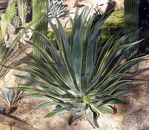One of Thomas Park's favorite landscaping design touches, the Agave Desmetiana Variegata