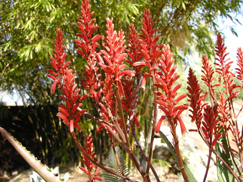 One of Thomas Park's favorite landscaping design touches, the Aloe Striate aka Coral Aloe