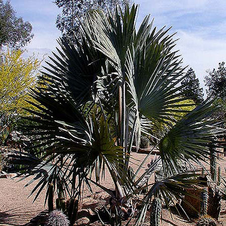 One of Thomas Park's favorite landscaping design touches, the Bismarkia Nobilis aka Bismark Palm