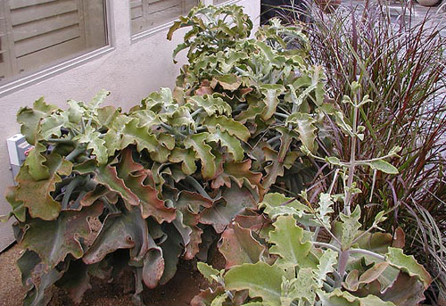 One of Thomas Park's favorite landscaping design touches, the Kalanchoe Beharensis