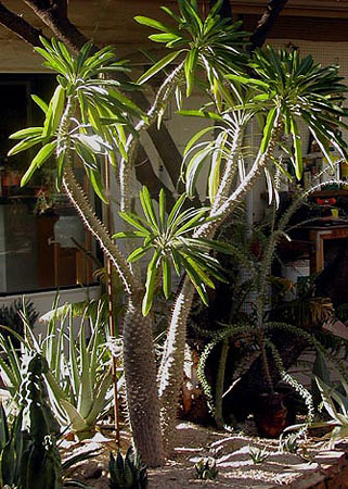 One of Thomas Park's favorite landscaping design touches, the Pachypodium species Madagascar Palms