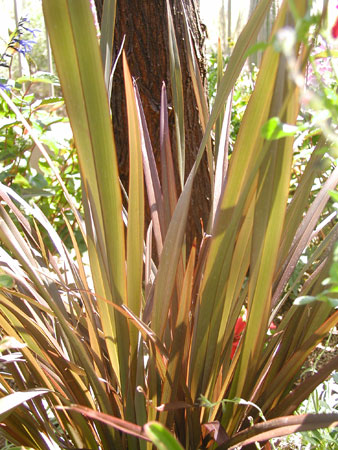 One of Thomas Park's favorite landscaping design touches, the Phormium aka New Zealand Flax